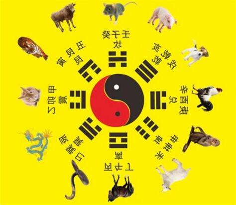 八卦 動物